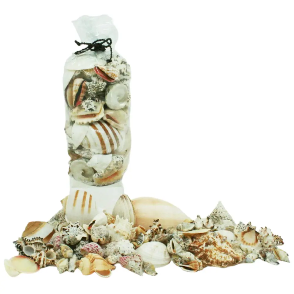 Modern Coastal Mixed Genuine Seashells 2