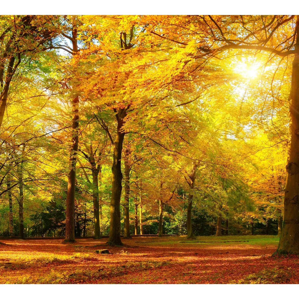 Autumn Landscape Large Wall Art №46 Ready To Hang Canvas Print 2