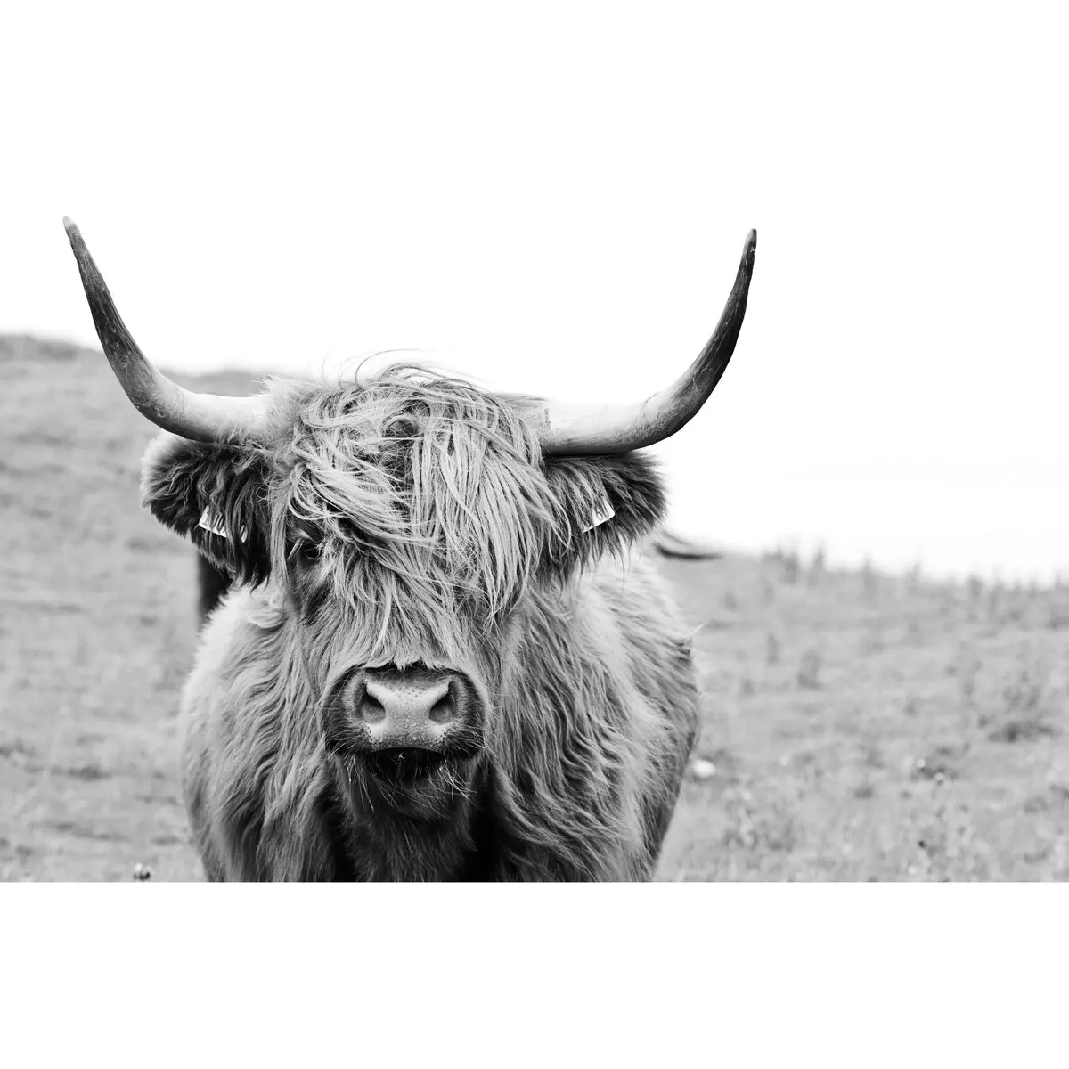 Black And White Highland Cow №04124 Ready To Hang Canvas Print 4