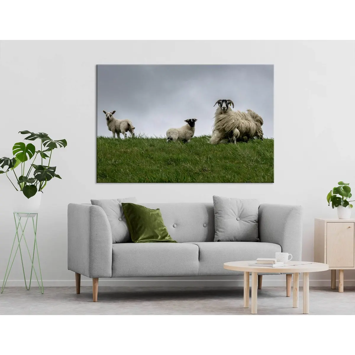 Black-Face Sheeps In The Wind, Scotland №04236 Ready To Hang Canvas Print 3