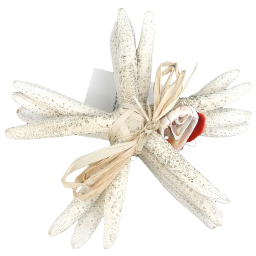 Modern Coastal Bleached Ladyfinger Starfish - 4 Pc. 1