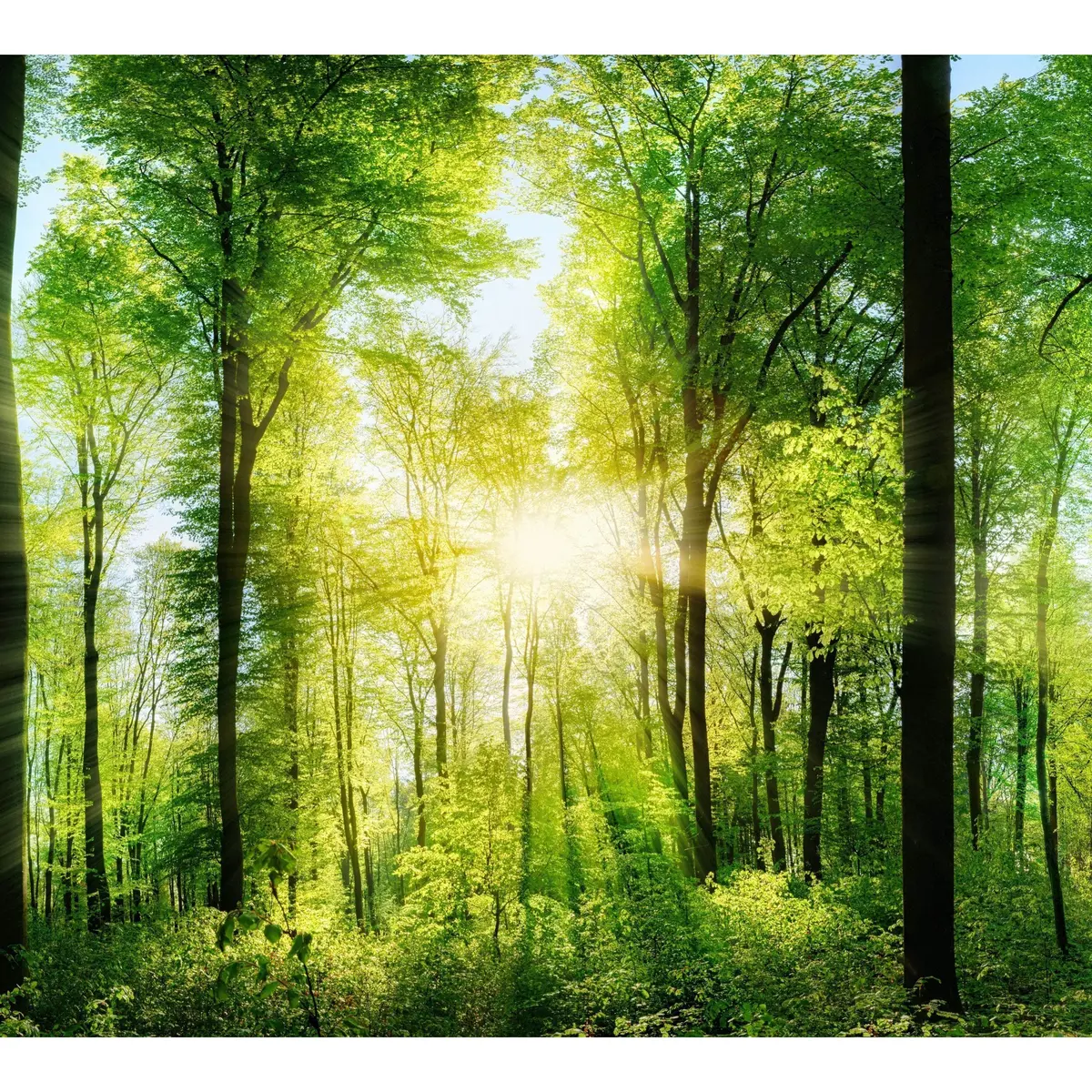 Extra Large Panorama Of Green Forest №48 Ready To Hang Canvas Print 2