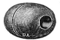 Bead Parrel Wooden 1