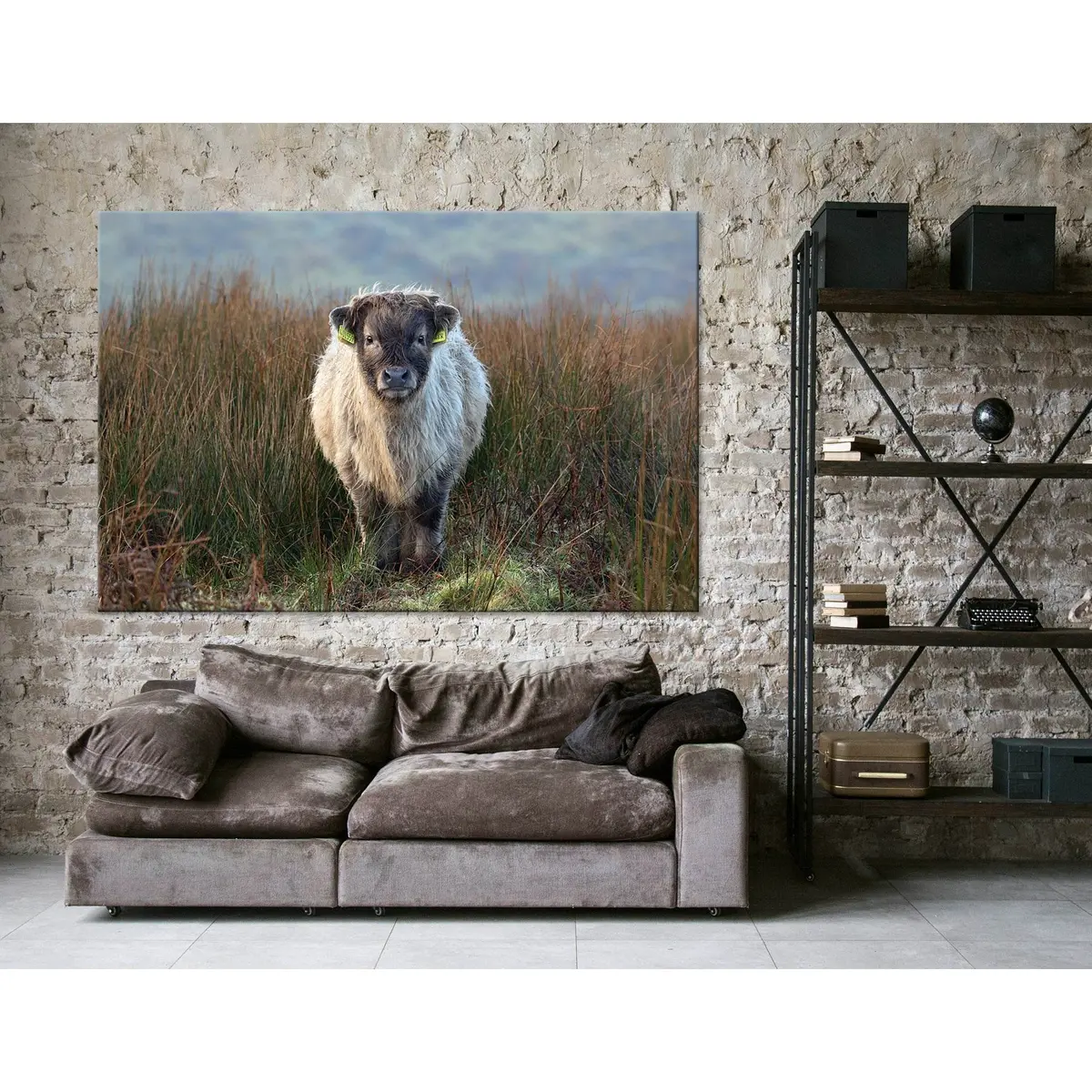 Highland Calf On The Field In Exmoor №04247 Ready To Hang Canvas Print 3